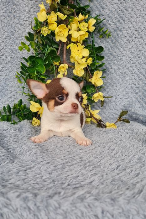 Estupendo super mini mini menino Chihuahua/Chiuaua de Qualidade