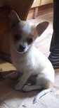 Chihuahua piesek