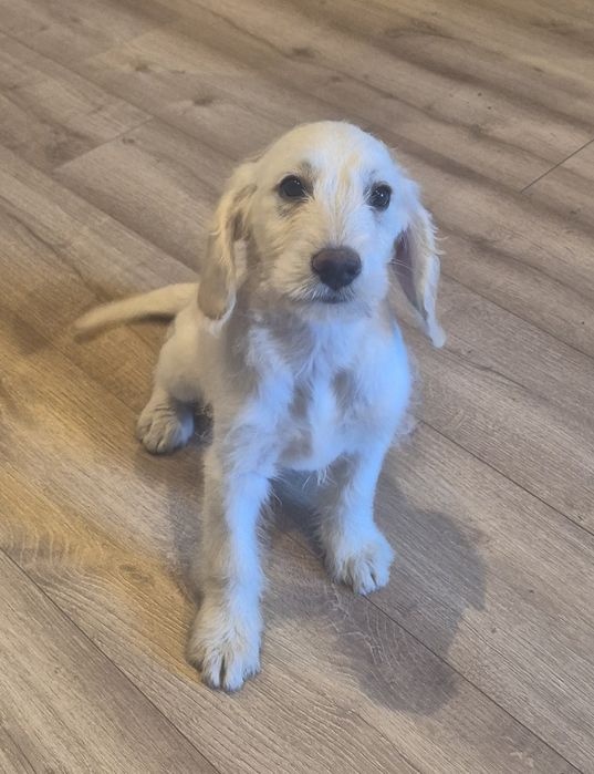 Labradoodle Chłopiec ! Gotowy do odbioru !