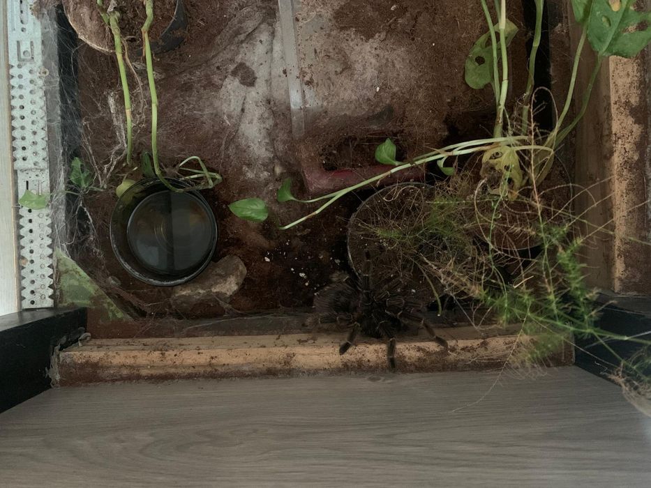 Ptasznik olbrzymi + terrarium