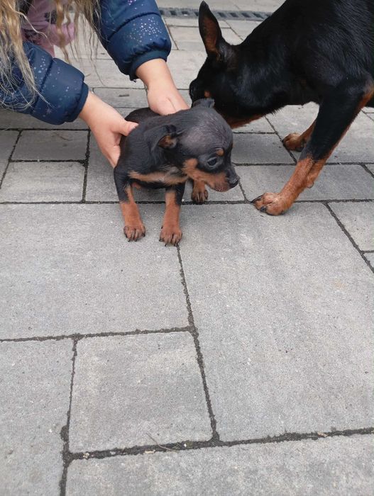 Pińczer miniaturowy