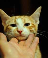 Очаровашка котенок Батошик из Бахмута, очень хочет домой