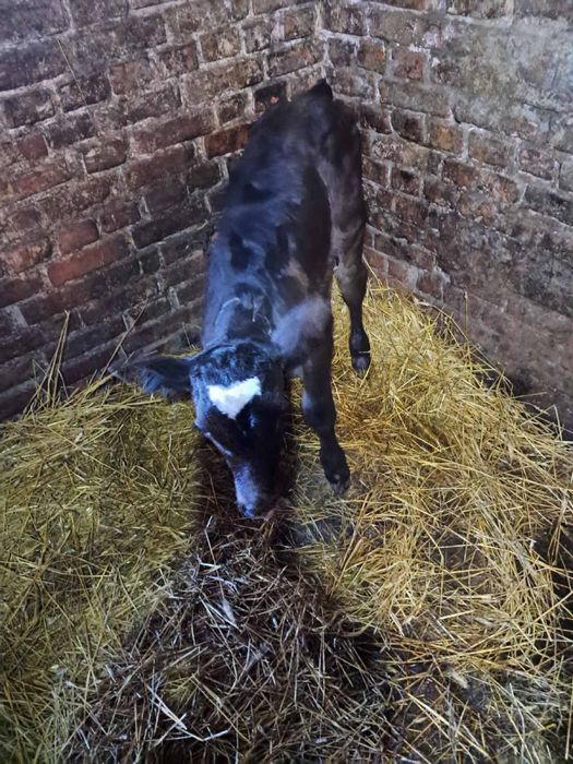 Теличка від молочної корови