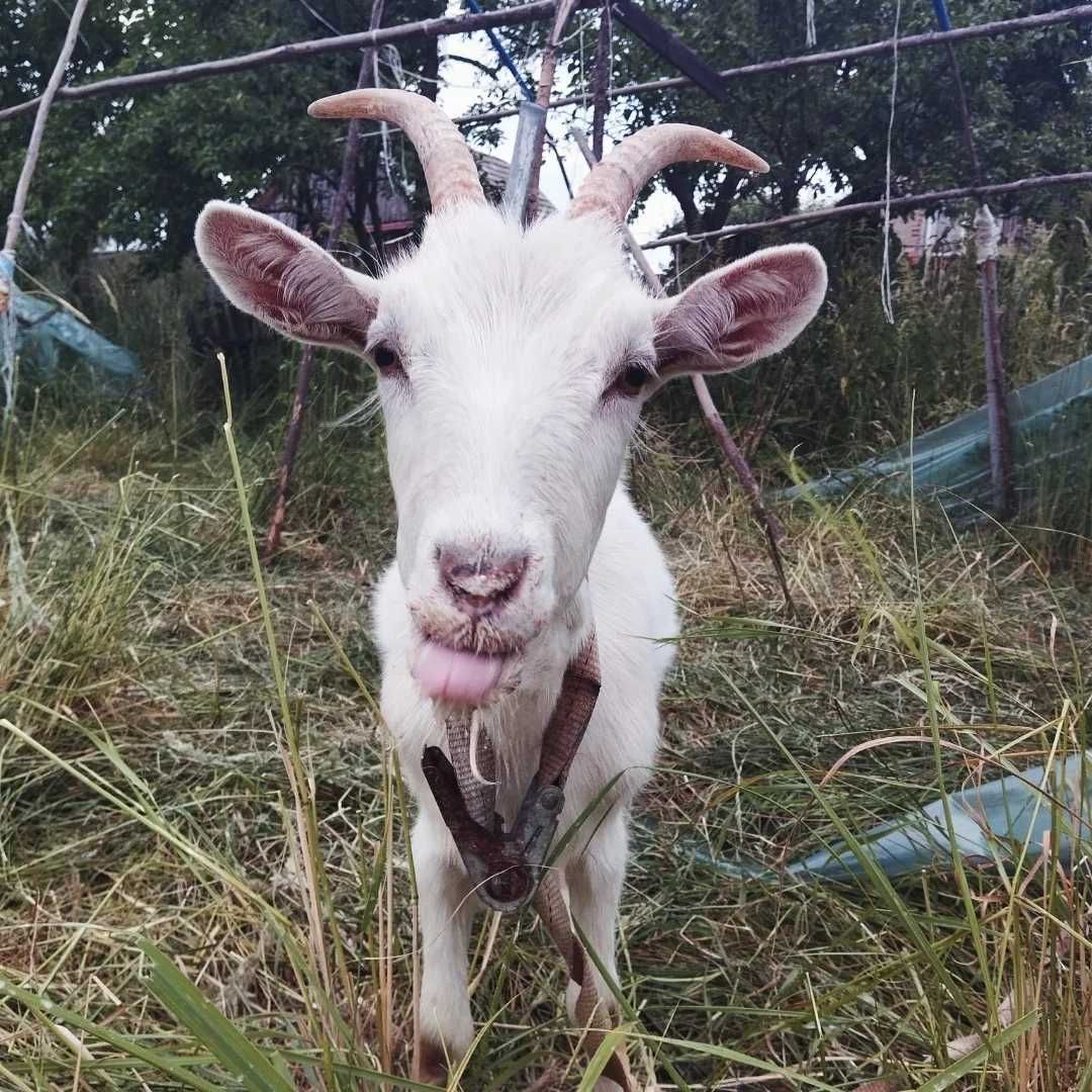 Kozy odrobaczone i zaszczepione