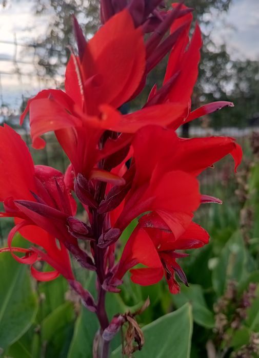 Kanna paciorecznik  czerwona