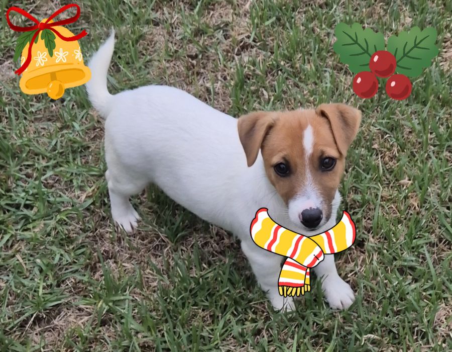 Jack Russell Terrier com Pedigree e Afixo