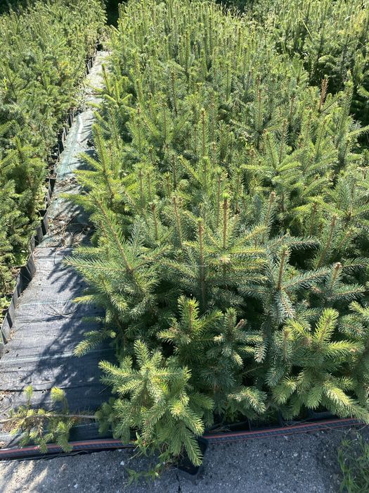 Swierk srebrny klujacy w doniczce p9 40-60 cm