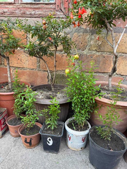 Карликовый гранат Нана (комнатный)