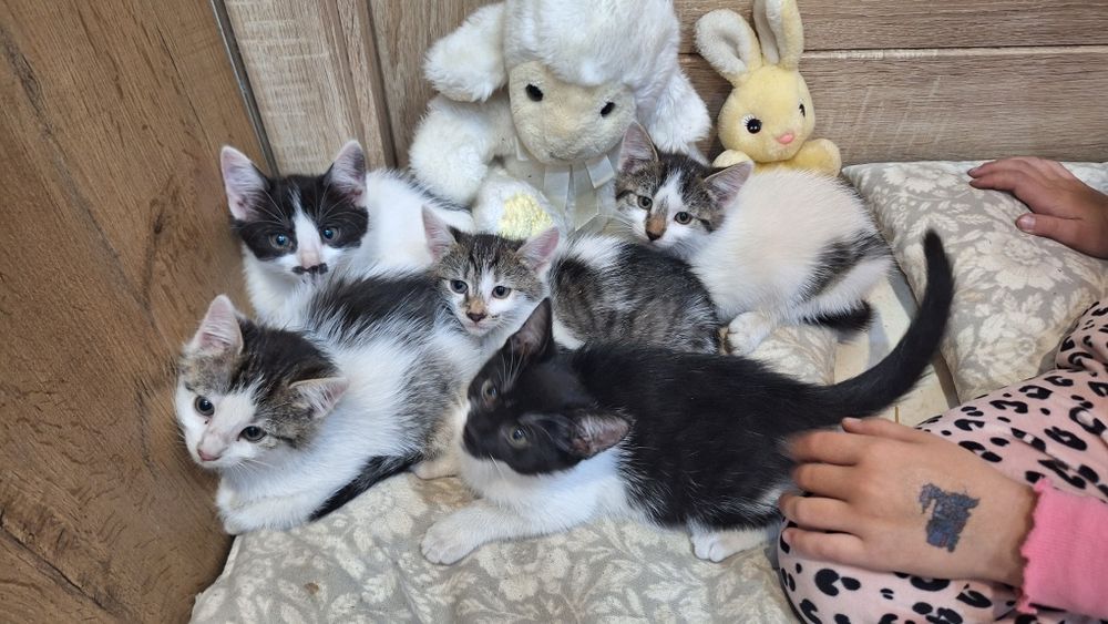 Oddam 5 kotów w dobre rece