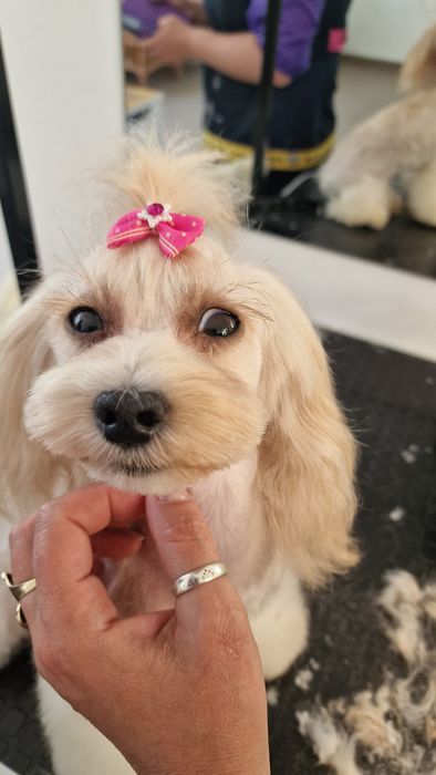 Грумер 1южный .студия груминга Тиана стрижка животных  .