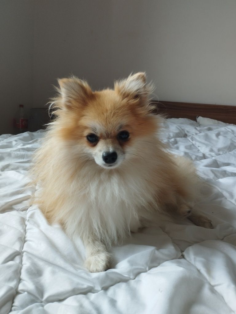 Szpic miniaturowy pomeranian suczka
