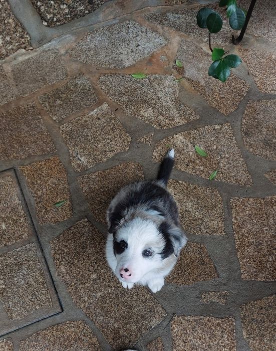 Border collie sable Merle