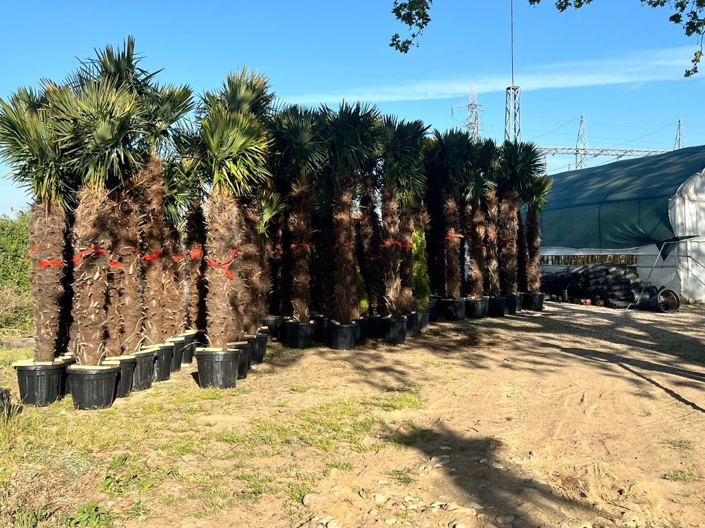 palma mrozoodporna, palmy, trachycarpus fortunei, palma