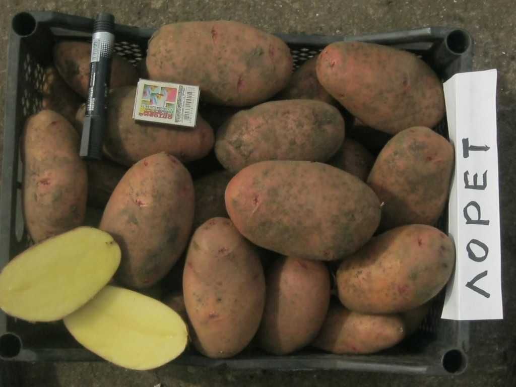 Продам раннюю,среднюю и позднюю семенную картошку на посадку.