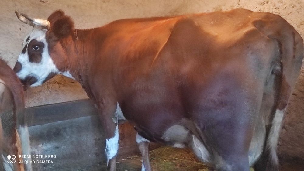 Продаётся  корова