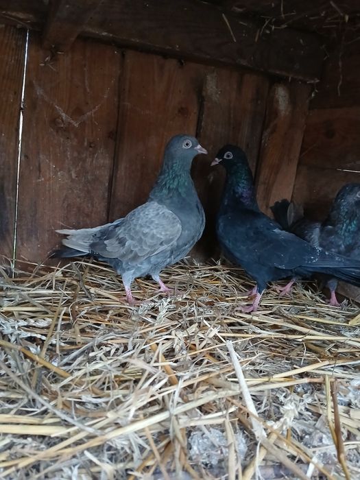 Gołębie Roztoczańskie