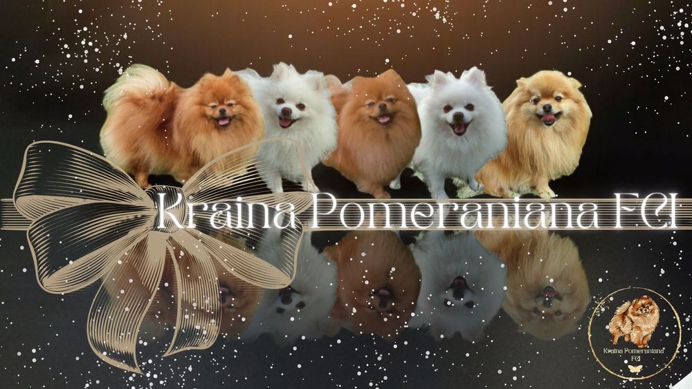 FCI Pomeranian Szpic miniaturowy