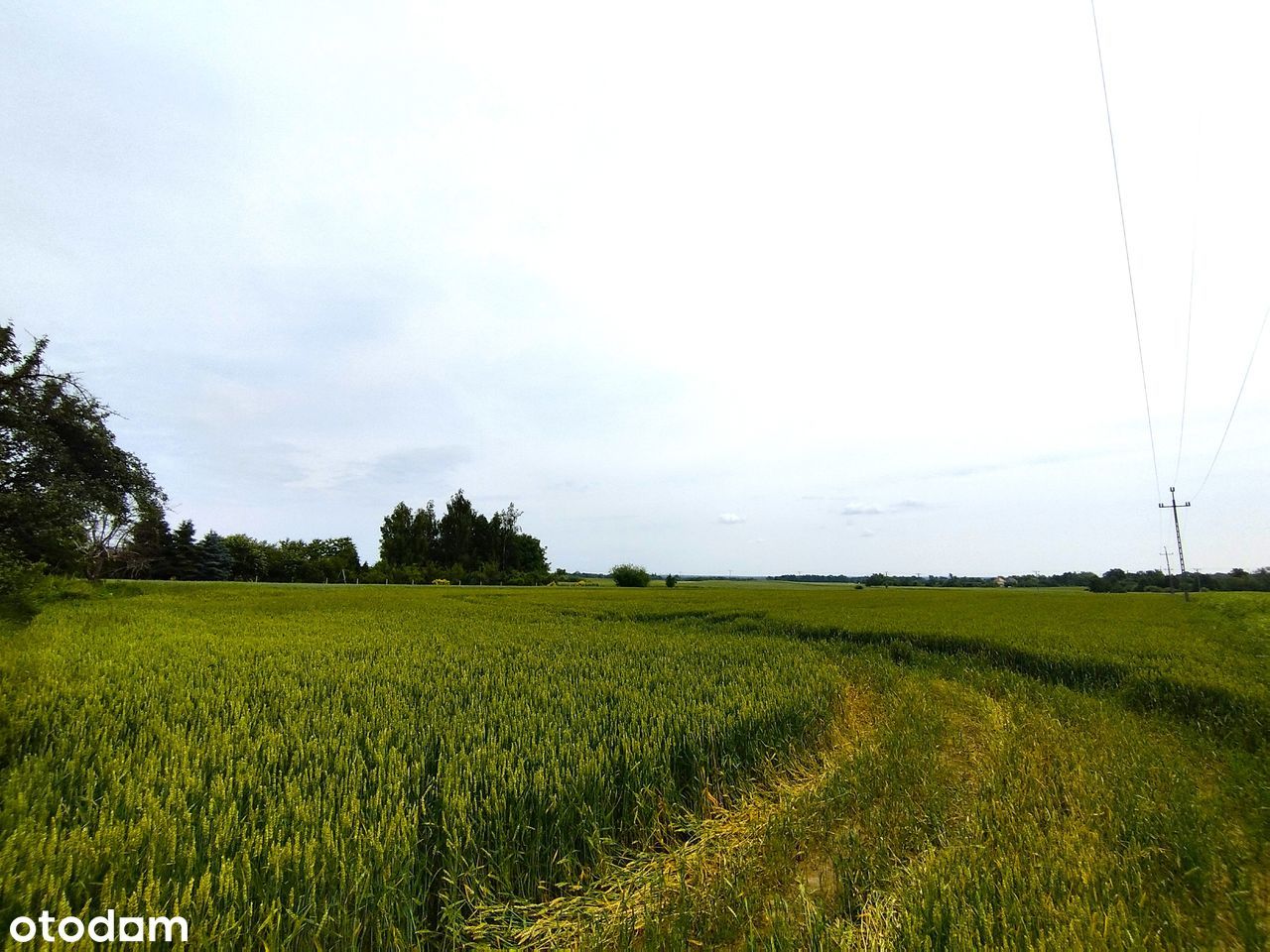 Ładna DZIAŁKA RM (w trakcie zmiany na MN) 2 km Chojnów*JERZMANOWICE