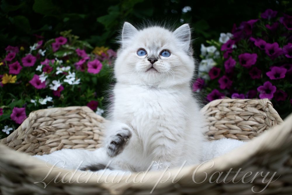 Przepiękne Kocięta Ragdoll FPL/FIFE