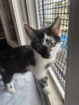 3 miesięczny Kotek do adopcji