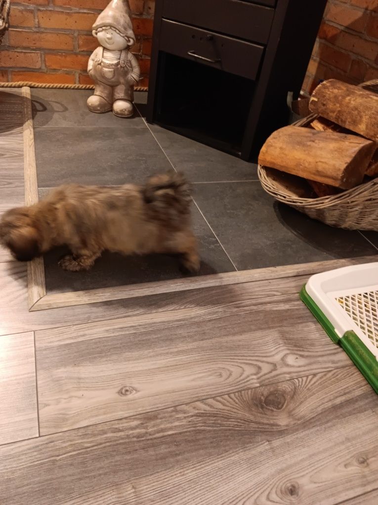 Shih Tzu Sunia- Słodziak