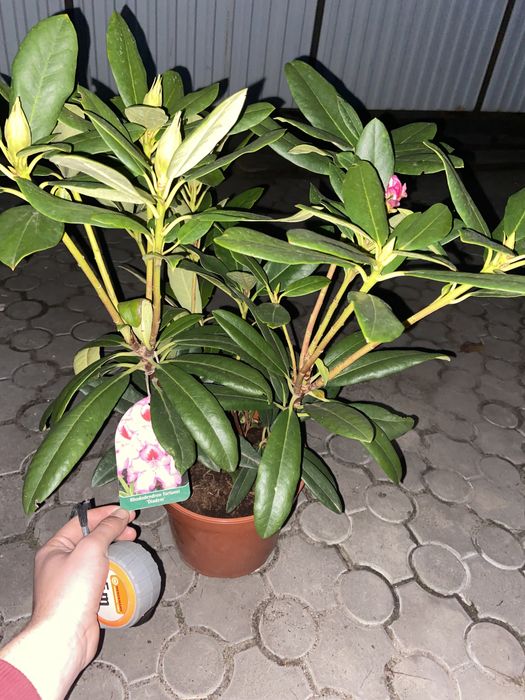 Рододендрони Польша