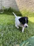 Jack Russell Terrier