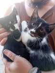 Dou gatinhos bebés