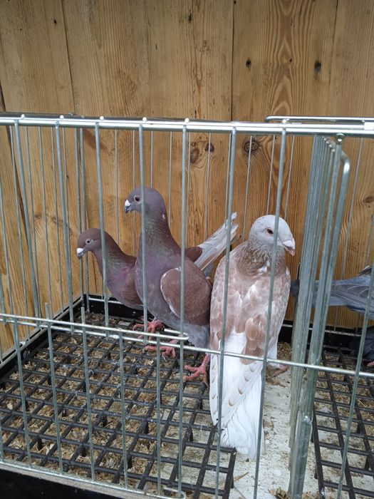 Pocztowe kolorowe ozdobne młode