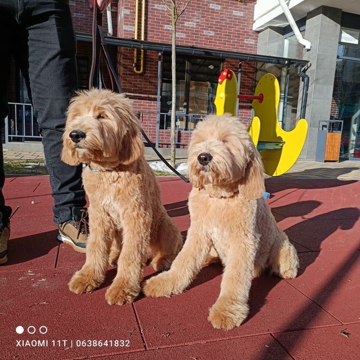 Шикарні малюки goldendoodle (лабрадудль) Київ