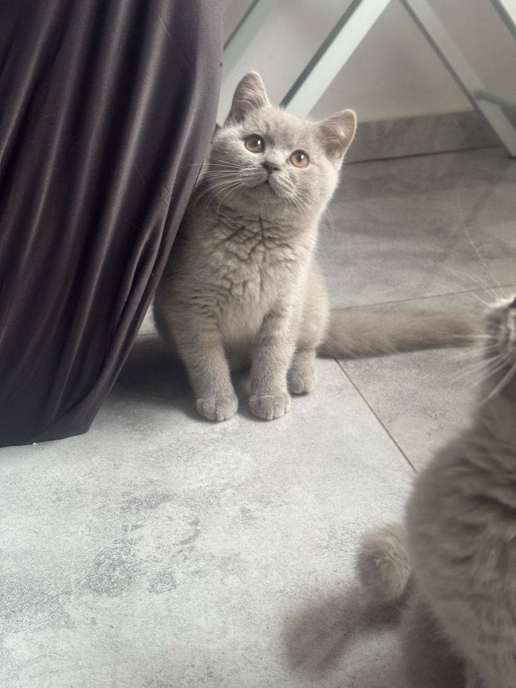 Kocurek kocur brytyjski liliowy