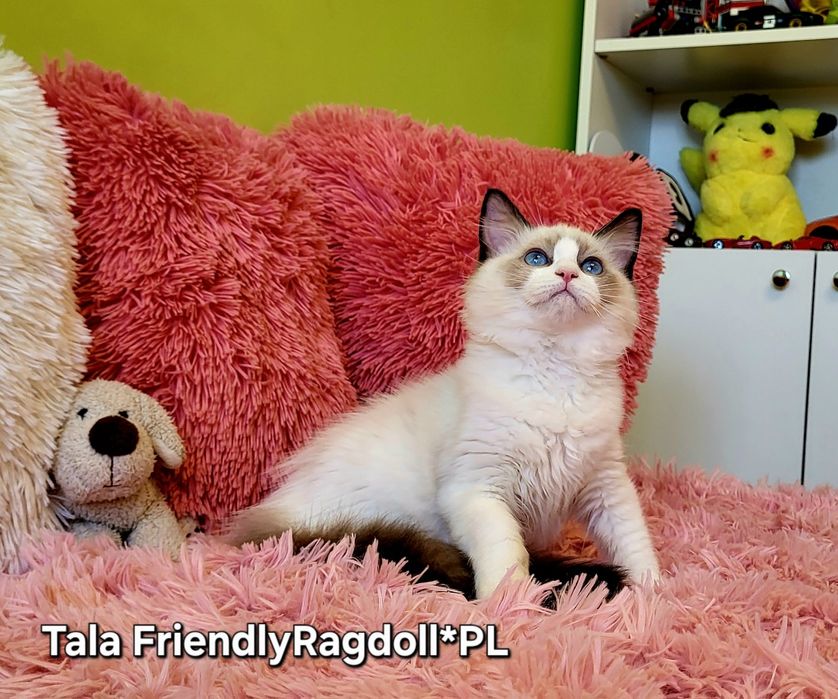 Przytulaśna kotecza ragdoll