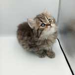Шотландские котята, шотландский котенок