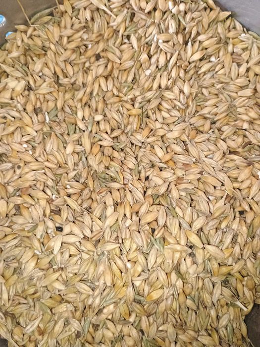 Sprzedam jęczmień, pszenice, owies