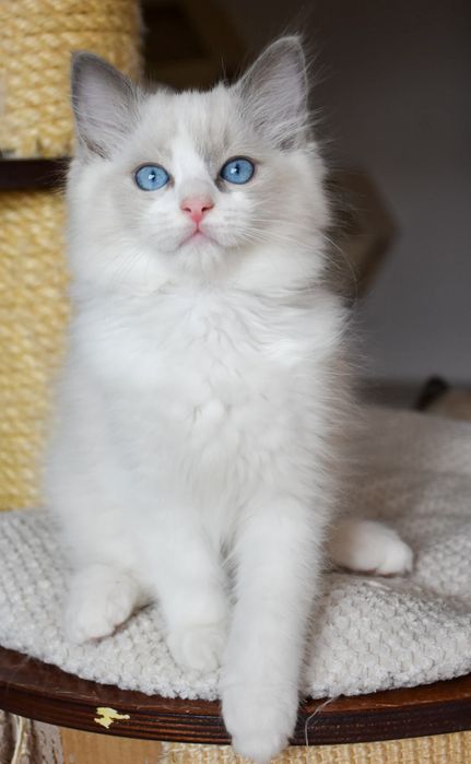 Kocurek ragdoll blue bicolor