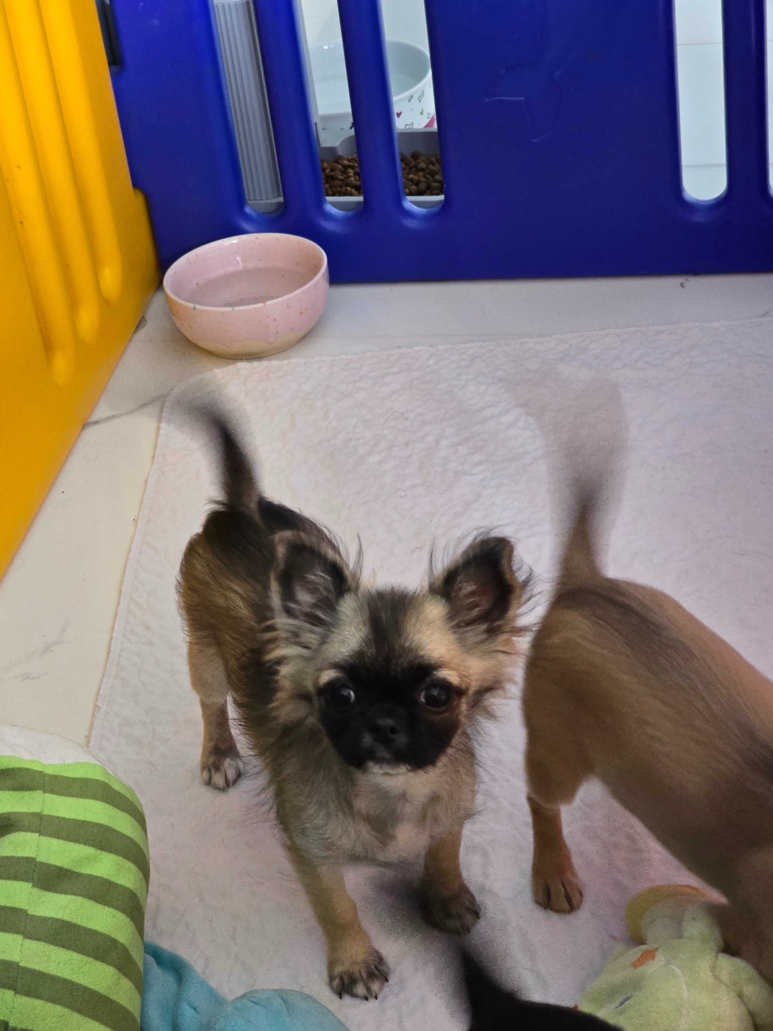 Piesek chihuahua zkwp