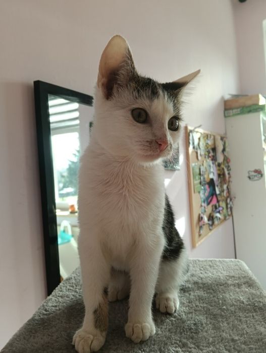 Małe koty do adopcji