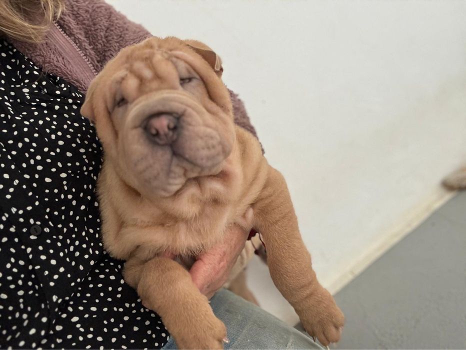 Shar Pei cachorro macho