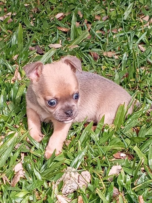 Macho chihuahua mini