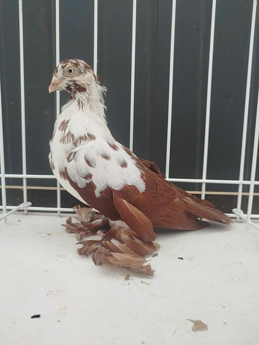 Widyn samiec czerwony