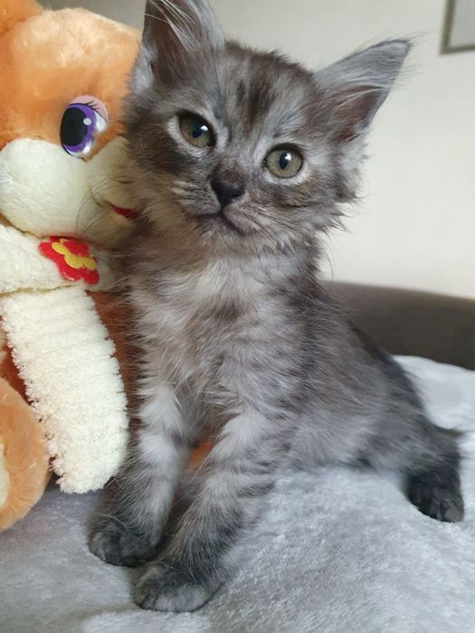 Кошеня хлопчик сіренький, шукає сімʼю. Вік 2,5 місяці