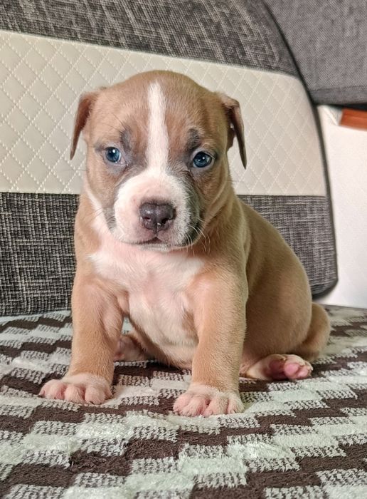 American bully pocket suczka