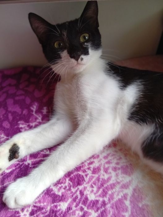 Котенок мальчик 8  месяца бесплатно