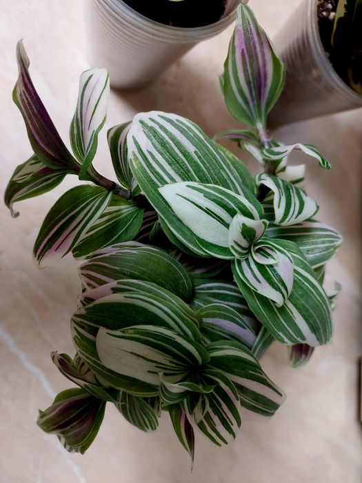 Бенджаміна Твілайт Сансевієрія Ханні Пагода варієгатна Традисканція