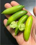 Limão Caviar verde