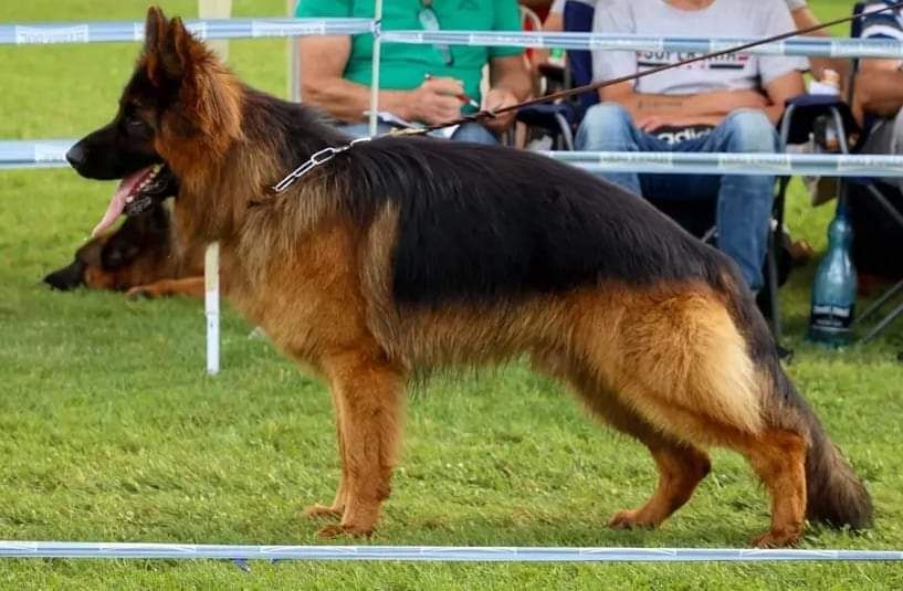 Owczarek Niemiecki Długowłosy FCi