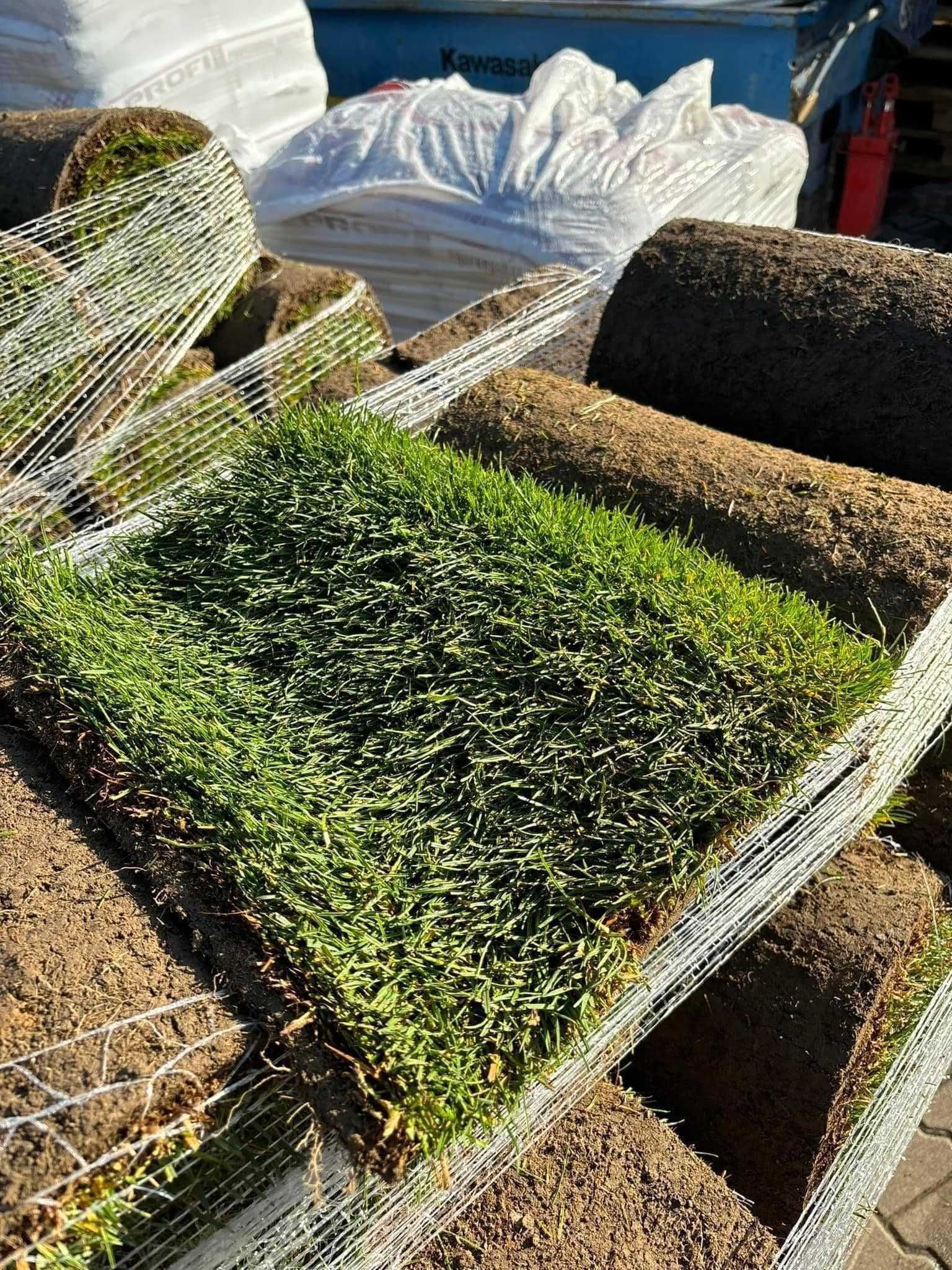 Trawa z rolki, trawnik z rolki - PRODUCENT - Plantacja Gorzów Wlkp.