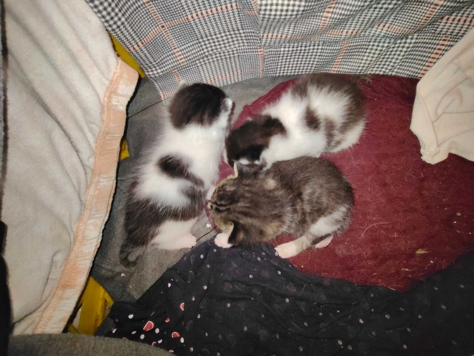 3 Kotki do oddania