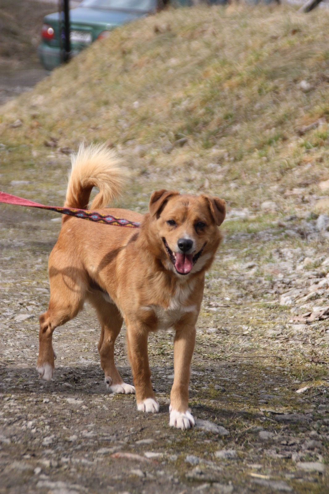 Pies Rudy do adopcji, oddam psa