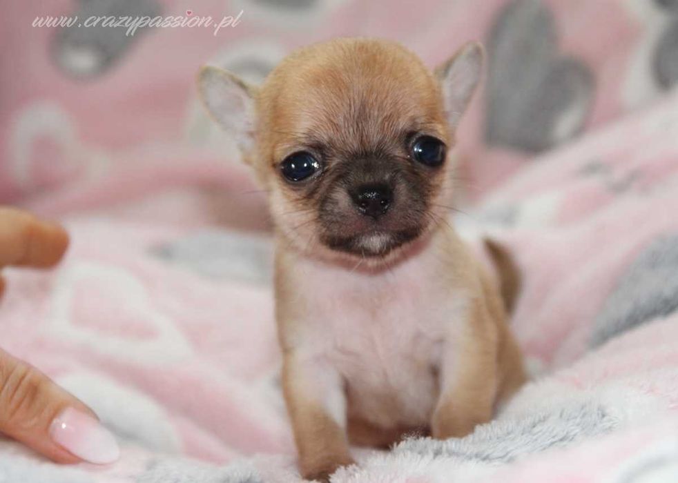 Miniaturka - sunia chihuahua krótkowłosa Crazy Passion FCI